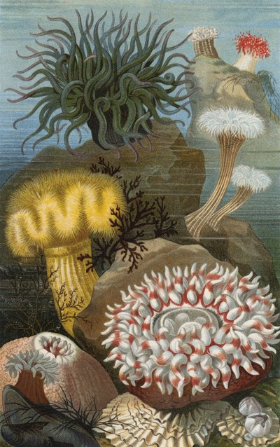 Anemoni di mare da European School